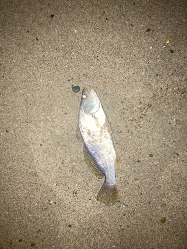 ニベの釣果