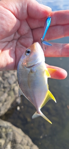 メッキの釣果