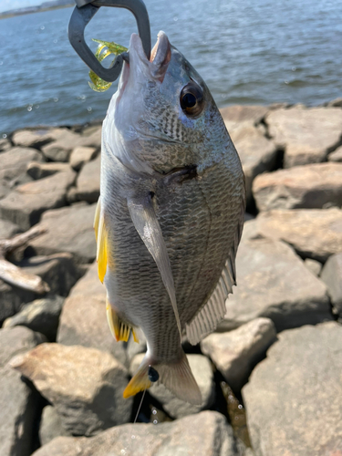 キビレの釣果