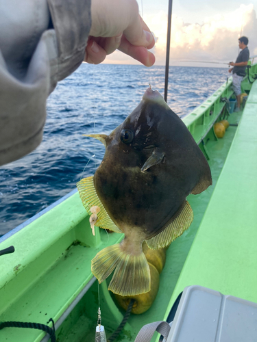 カワハギの釣果