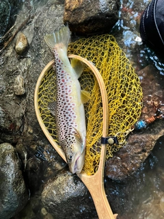 ブラウントラウトの釣果