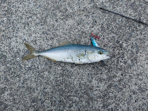 ワカシの釣果