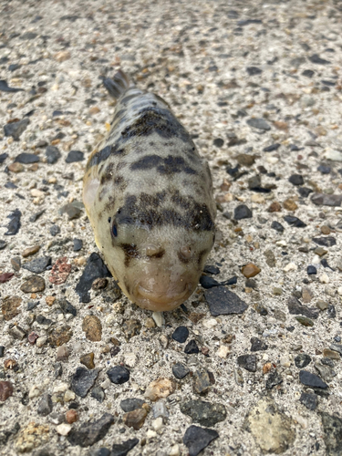 フグの釣果