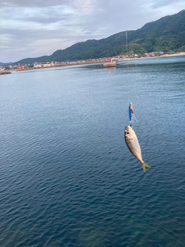 コチの釣果