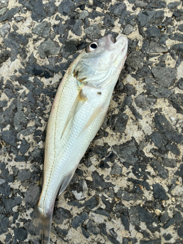 イシモチの釣果