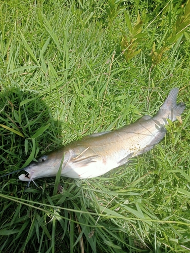 アメリカナマズの釣果