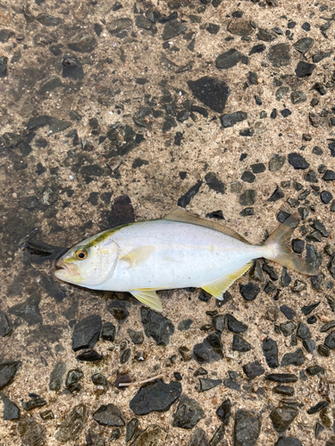 ショゴの釣果