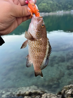 オオモンハタの釣果