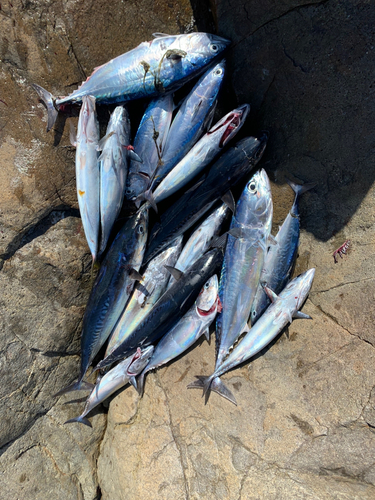 マルソウダの釣果