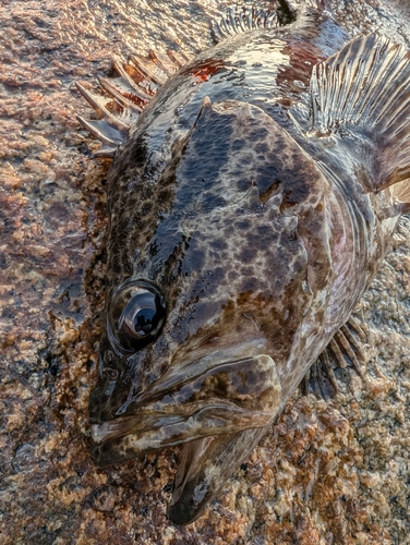 タケノコメバルの釣果