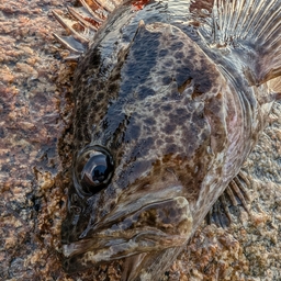 タケノコメバル