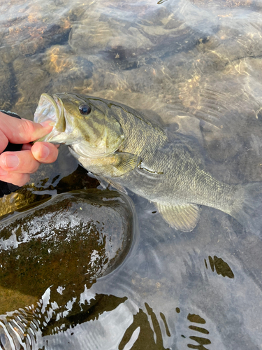 スモールマウスバスの釣果