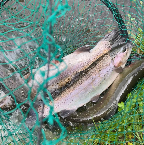 ニジマスの釣果