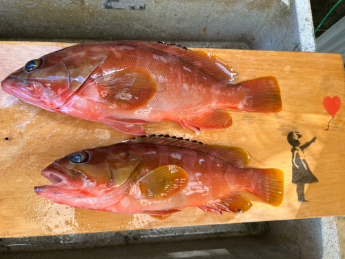 アカハタの釣果