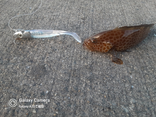 オオモンハタの釣果