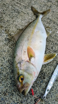 ショゴの釣果