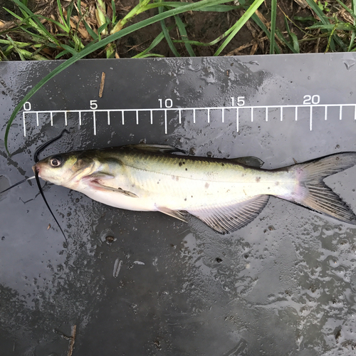 アメリカナマズの釣果