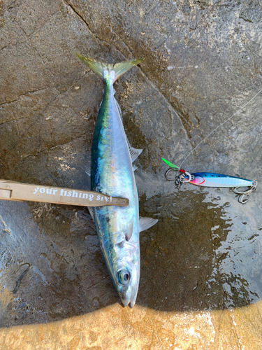 ムロアジの釣果