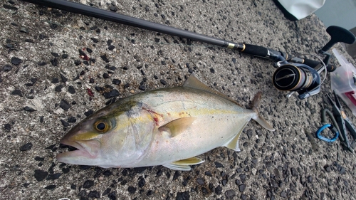 カンパチの釣果