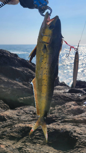 シイラの釣果