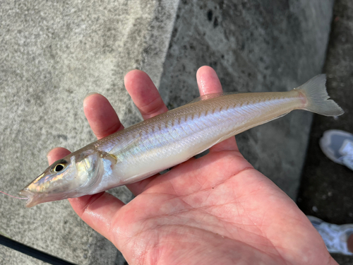 キスの釣果