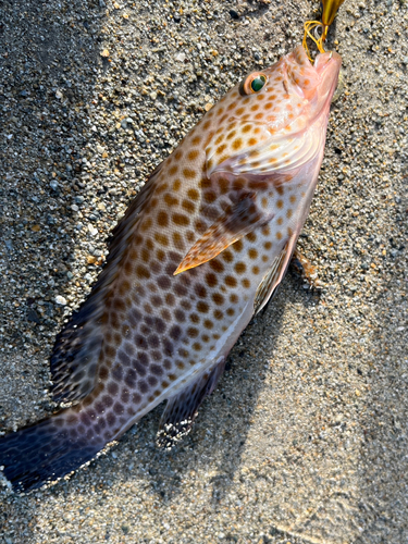 オオモンハタの釣果