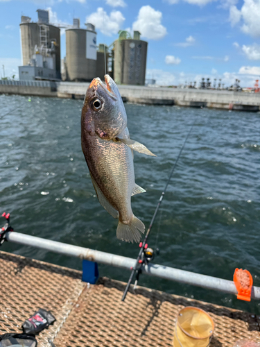 イシモチの釣果