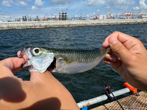 サバの釣果