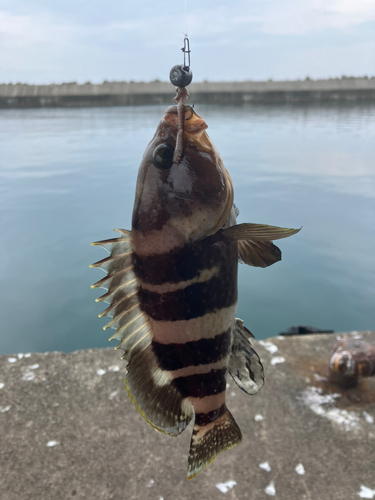 アオハタの釣果