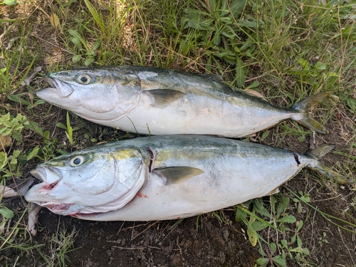 イナダの釣果