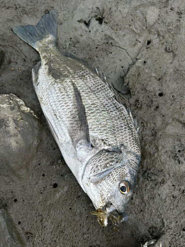 チヌの釣果