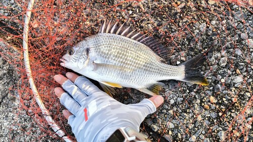 キビレの釣果