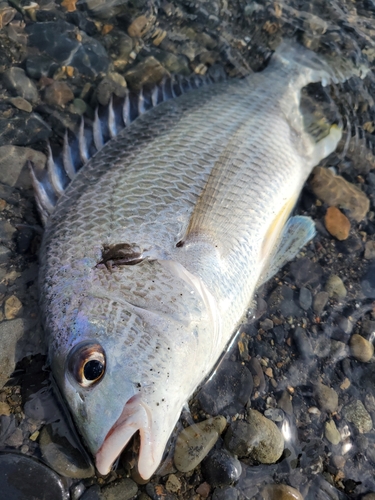 キビレの釣果