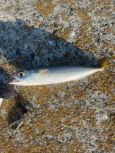 サバの釣果