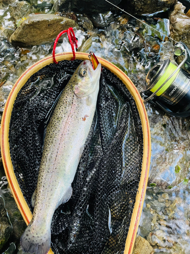 ニジマスの釣果