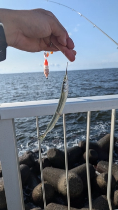 サヨリの釣果