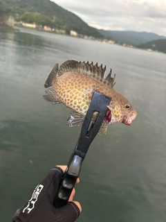 オオモンハタの釣果