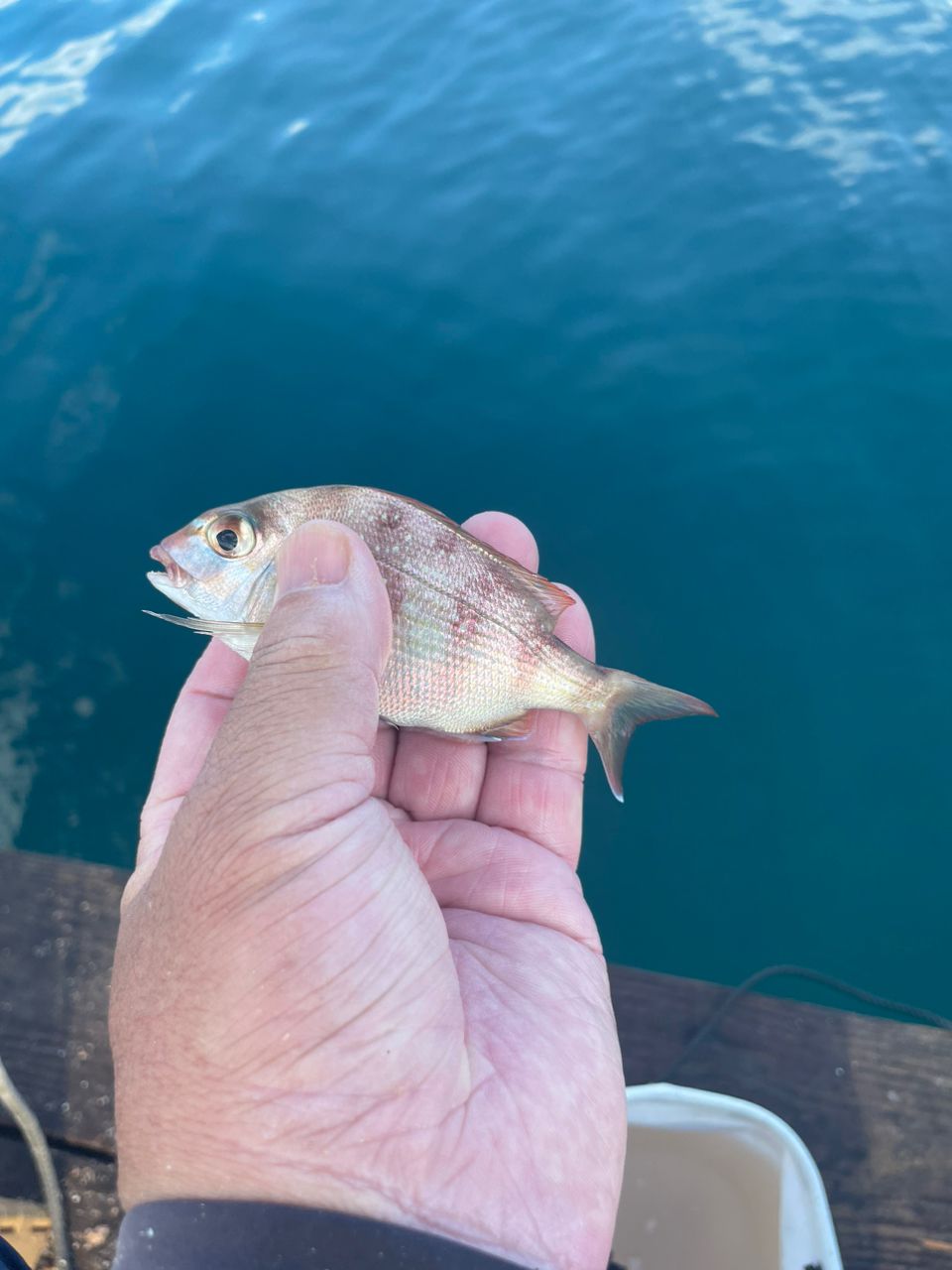 すーさん0087さんの釣果 3枚目の画像