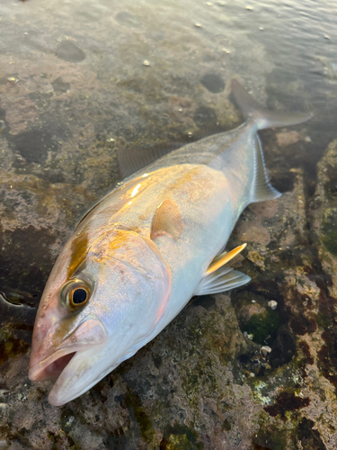 ショゴの釣果