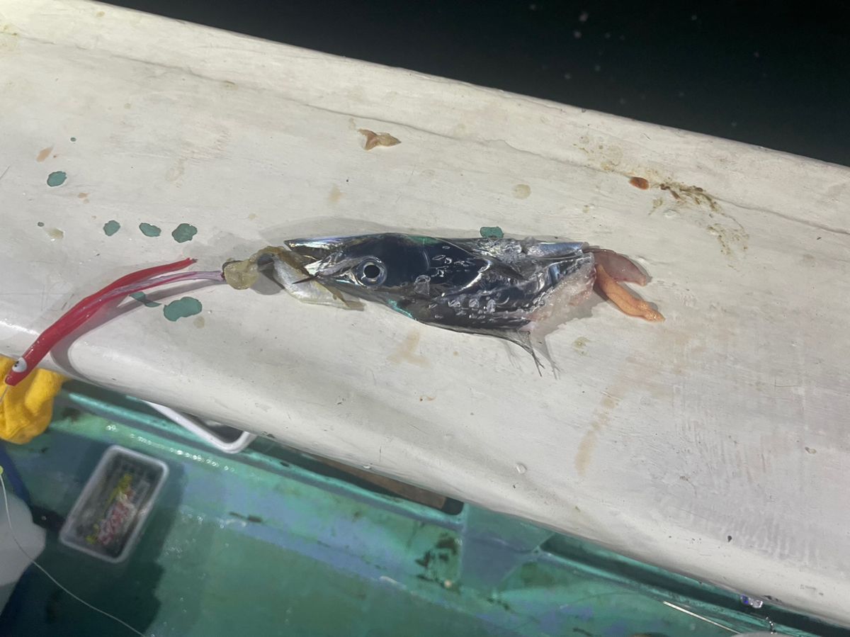 イニシャルTさんの釣果 2枚目の画像