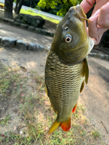 コイの釣果