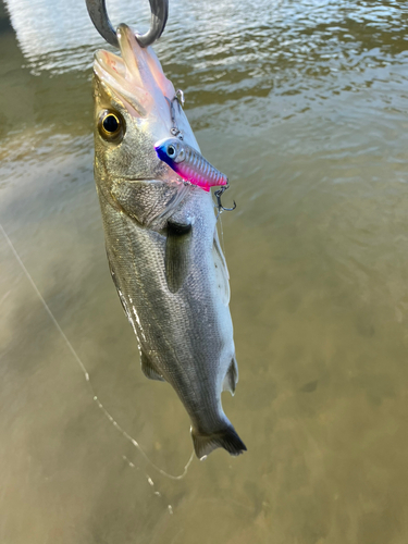 セイゴ（マルスズキ）の釣果