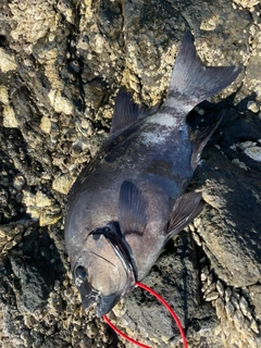 イシダイの釣果