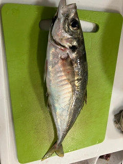 マアジの釣果