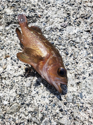 エゾメバルの釣果