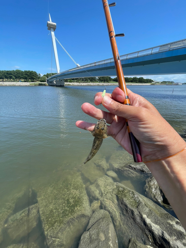 ウロハゼの釣果