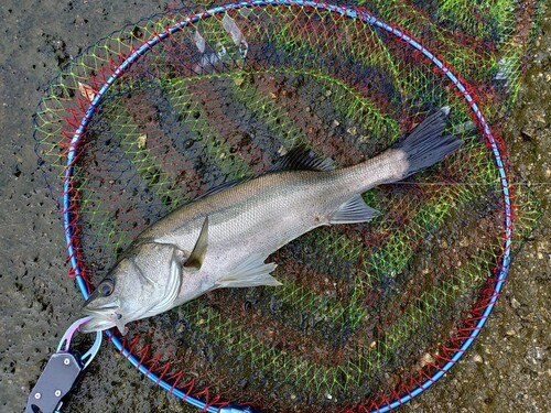 フッコ（マルスズキ）の釣果