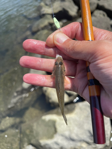 マハゼの釣果