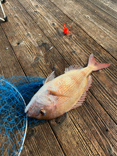 タイの釣果