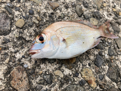 チャリコの釣果